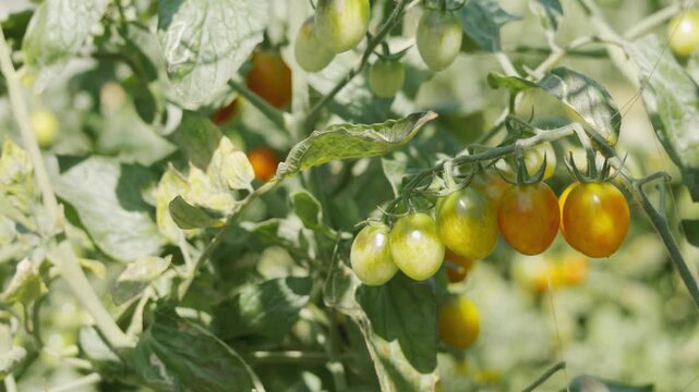 Close up of ripening red and green cherry tomatoes on a vine in a sunny garden. Fresh organic vegetable growing outdoors with no people. Summer agriculture and healthy food with blurred background.