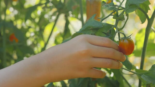Close up of hand picking ripe organic cherry tomatoes from vine in garden during sunny summer day. Fresh healthy vegetable harvest concept in agricultural farm or greenhouse with blurred background.