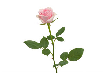 Single pink rose with green leaves on a white background isolated on transparent background