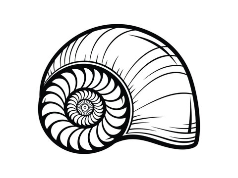 Nautilus Shell Spiral Vector Illustration in Black and White
