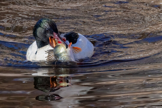 Common merganser