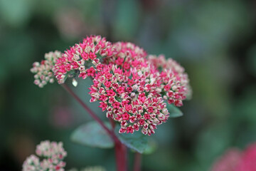 Fototapeta premium Pink ice plant flowers in close up