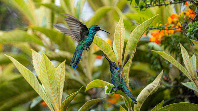 Sparkling Violetear (Colibri coruscans) in the Andes of Ecuador