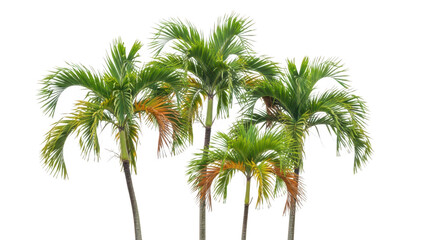 Fototapeta premium Four palm trees with green leaves isolated on transparent background tropical scene
