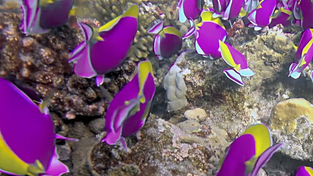 Watch a school of beautiful Palette surgeonfish, Paracanthurus hepatus, glide gracefully in exquisite slow motion.