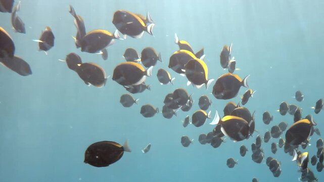 Hundreds of graceful blackspot surgeonfish swim in a majestic school, their dark bodies adorned with brilliant yellow dorsal and anal fin bases.