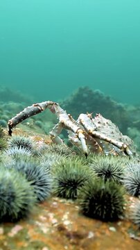 Observe a Giant King Crab slowly ambulating through a fantastical underwater terrain, amidst a dense cluster of spiky Sea Urchins, near coastal Alaska.