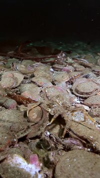 Observe a captivating Giant King Crab as it scours the seabed floor during nighttime. The crab moves slowly, presumably searching for sustenance among seashells.