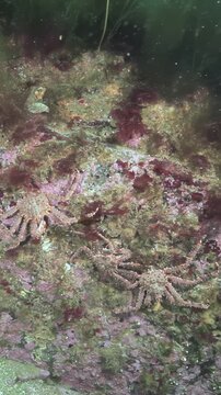 A Giant King Crab sits serenely among colorful coral and sea life. The crab blends with the rock on the ocean floor of the Bering Sea during the day.