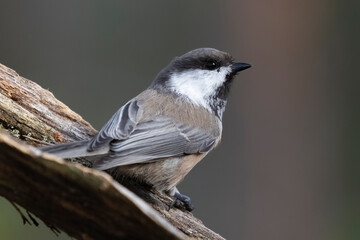 Siberian tit © Risto