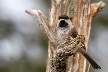 Siberian tit © Risto