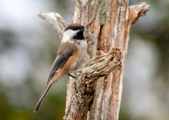 Siberian tit © Risto