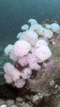 Experience the mesmerizing dance of fluffy white anemones, resembling Dalia flowers, swaying gently on a rock in the pristine waters of the Pacific Northwest.