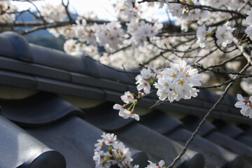 桜と屋根