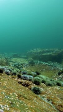Submerged stones, plant life, and sea urchins create a peaceful seascape. The turquoise water and rocky terrain blend into an aquatic vista in this dreamy underwater exploration.