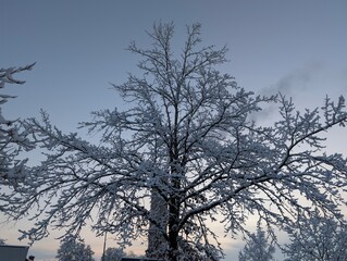 Baum, Winter, Schnee, Schneelandschaft, Ast, Winterlandschaft, 