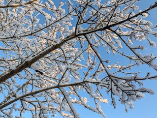 Baum, Winter, Schnee, Schneelandschaft, Ast, Winterlandschaft, 