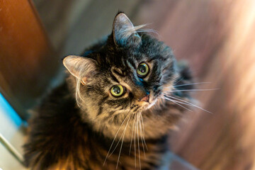 portrait of a cat © Brian