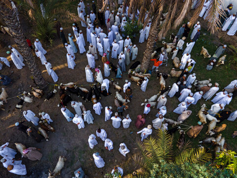 Aerial view of white-robed figures gather among goats and palms, a tapestry of tradition unfolding in earthy tones, Birkat al Mawz, Ad Dakhiliyah Governorate, Oman.