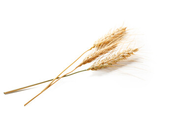 Wheat stalks placed on a plain background during a simple still life session