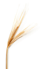 Naklejka premium Wheat stalks laying on white background in simple arrangement at midday