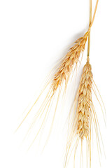 Wheat stalks hanging together in a simple display for harvest time