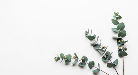 Eucalyptus Leaves on White Background.