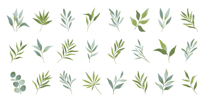 Green botanical branches and leaves.Eucalyptus,olive,palm,bamboo,herbs,grass sprigs.Elegant foliage with texture isolated on white.Minimal floral design elements for branding,logo,wedding,invitations