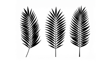 Fototapeta premium Minimalist Palm Frond Silhouette Collection – Horizontal Arrangement