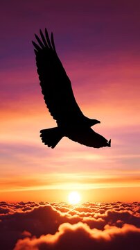 Eagle flying above sunset cloudscape sky.