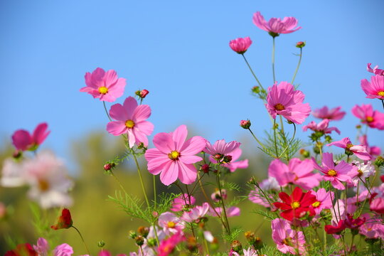 Cosmos bipinnatus or Garden cosmos or Mexican aster flowers blooming in the garden with blue sky background
