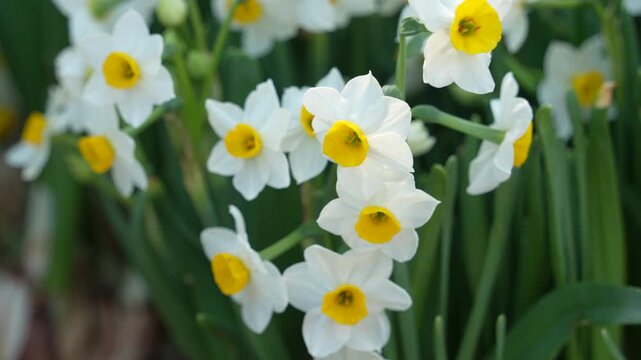 daffodils or narcissus blooming for chinese new year