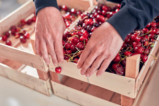 Farmer working and arranging freshly picked cherries in wooden crates.