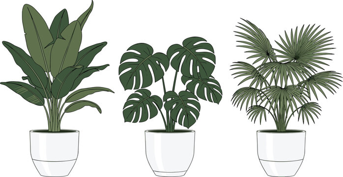 Set of three tropical houseplant vector illustrations including monstera deliciosa banana leaf and fan palm in white pots on white background