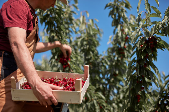 Farmer picking fresh red cherries on a farm.