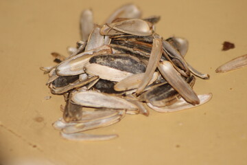 Pile of Sunflower Seed Shells