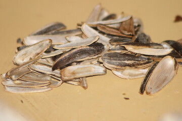 Pile of Sunflower Seed Shells