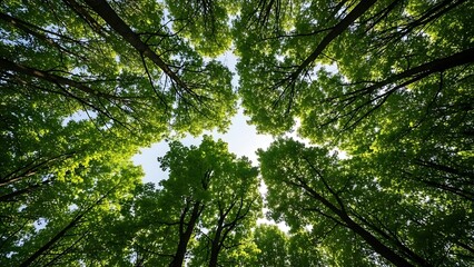 Fototapeta premium Low Angle View of Trees with Leaves.