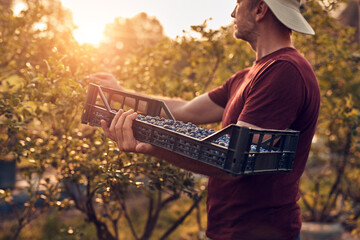 Fototapeta premium Farmer picking fresh blueberries on a farm.