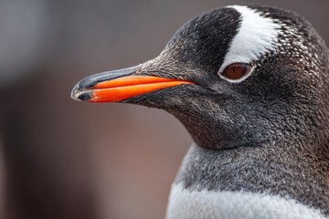 Profile view of a gentoo penguin in Antarctica showcasing its unique features and vibrant orange bill during a chilly day