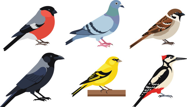 Vector set of various common bird species including bullfinch pigeon sparrow crow woodpecker in flat design style isolated on white background for ornithology and nature education projects.