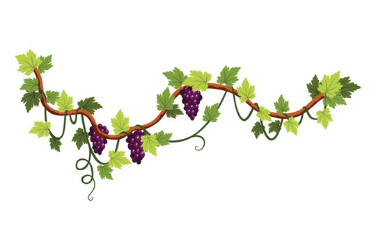 Grape bunch. Cluster of berries and leaves. Grape vine, decorative climbing plant. Fruit, growing healthy food isolated on white background