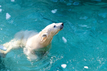 Funny polar bear. Polar bear sitting in a funny pose. white bear