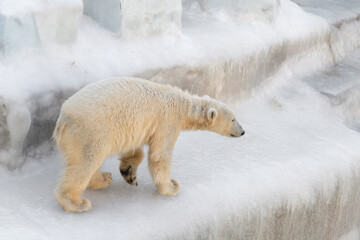 Funny polar bear. Polar bear sitting in a funny pose. white bear