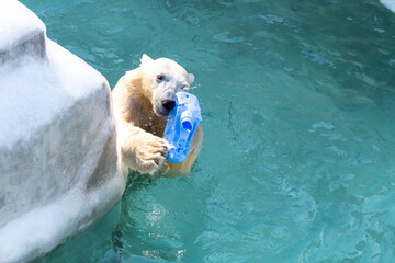 Funny polar bear. Polar bear sitting in a funny pose. white bear
