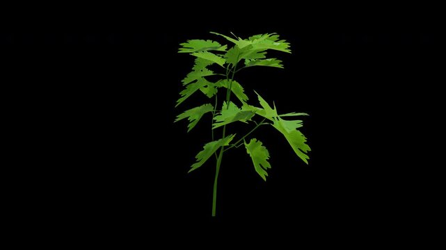 Coriader swaying in summer wind, realistic animation with transparent background and alpha channel in 4k