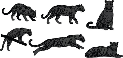 Obraz premium Siluetas de Leopardo Nublado 6 poses vector negro fondo blanco