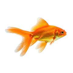 Fototapeta premium Vibrant orange goldfish swimming, beautiful fantail goldfish with flowing fins, isolated aquatic pet on white background, golden fish for design