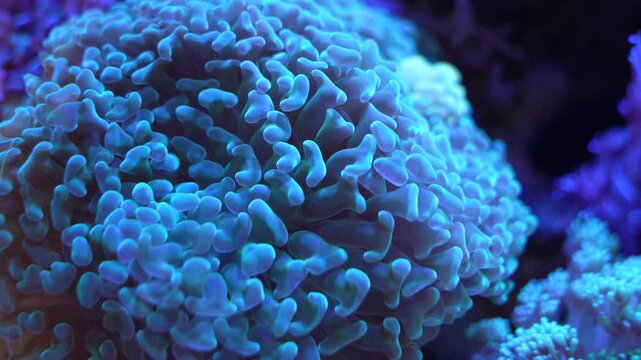 feeler of actinia or sea anemone in sea with coral Reef in Sunlightmarine aquarium.
