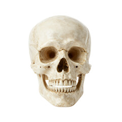 Realistic Skull Decoration on White Background